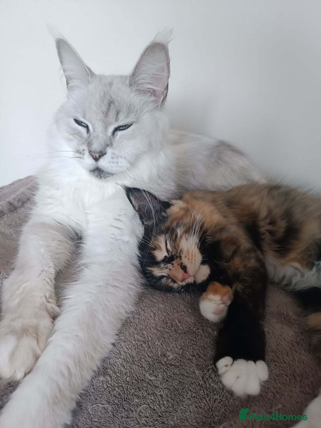 Maine Coon cats for sale: 🌟 Maine Coon Kittens Looking for Loving Homes 🌟 - Image 14