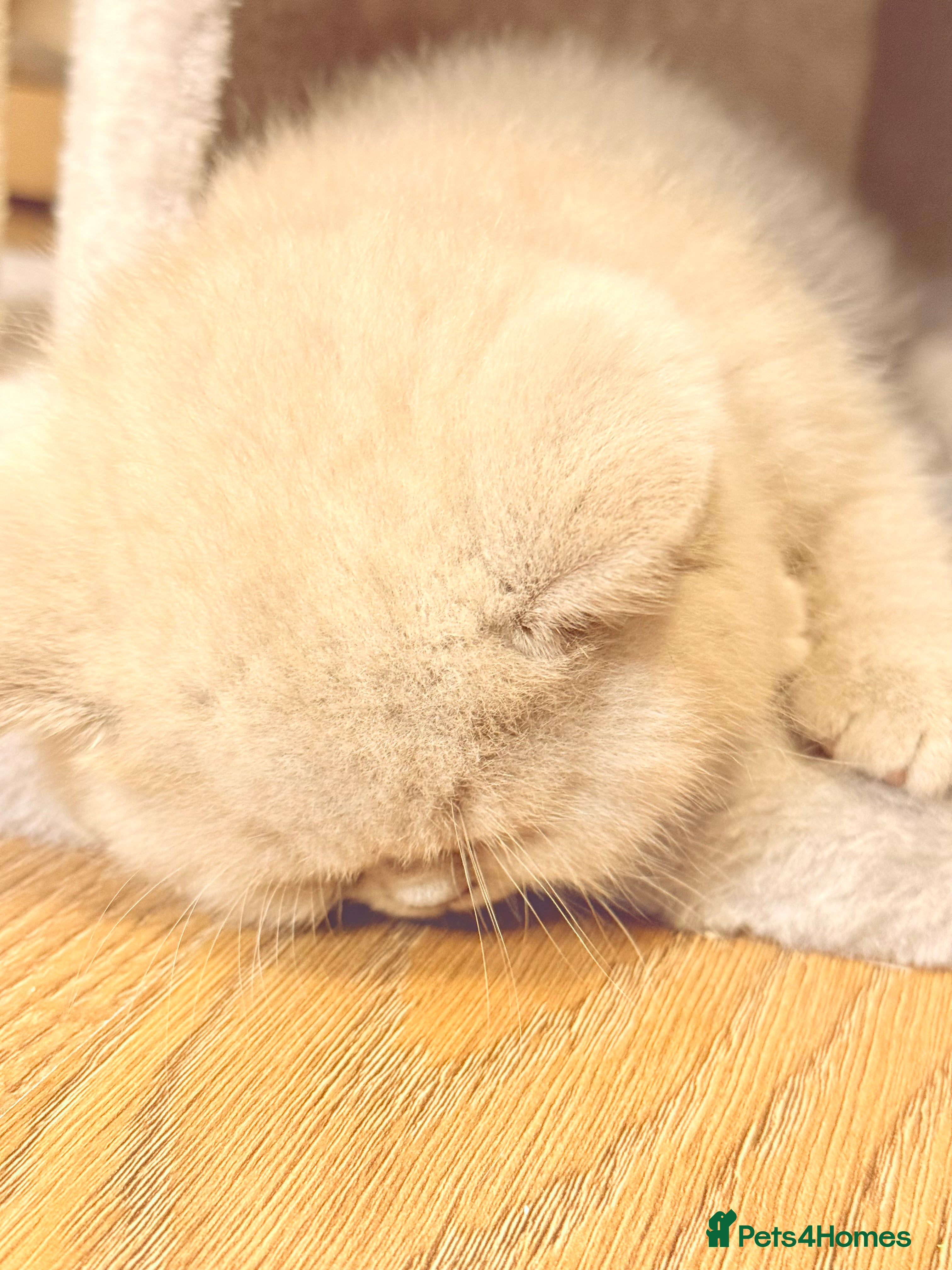 British Shorthair cats 100% Pure Pedigree XL Champion line BSH - Advert 6