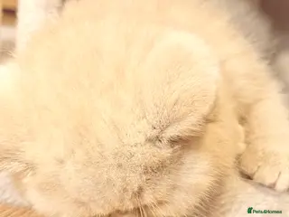 British Shorthair cats 100% Pure Pedigree XL Champion line BSH - Advert 6