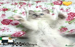 Ragdoll cats for sale: 🐾🩷*TICA REG* EU RAGDOLL KITTENS🌟 DNA CLEAR 🩵🐾 - Image 2