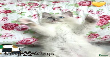 Ragdoll cats - Advert 7