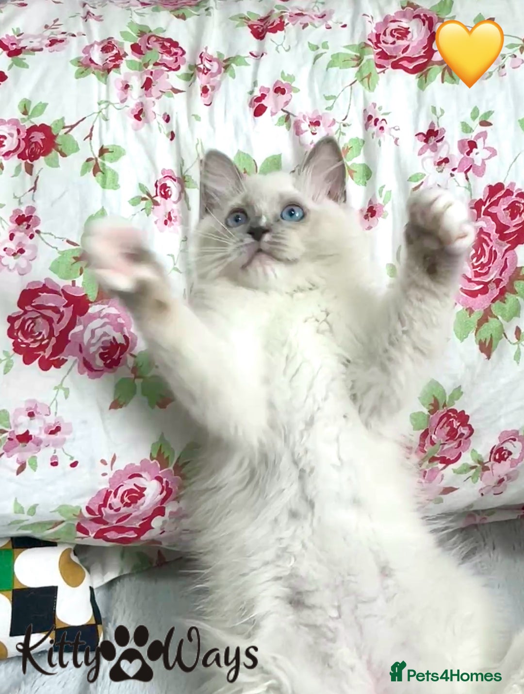 Ragdoll cats for sale: 🐾🩷*TICA REG* EU RAGDOLL KITTENS🌟 DNA CLEAR 🩵🐾 - Image 2