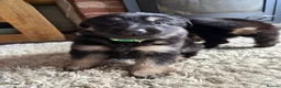 German Shepherd dogs for sale: 11 adorable bouncy German Shepard puppies  - Advert 16