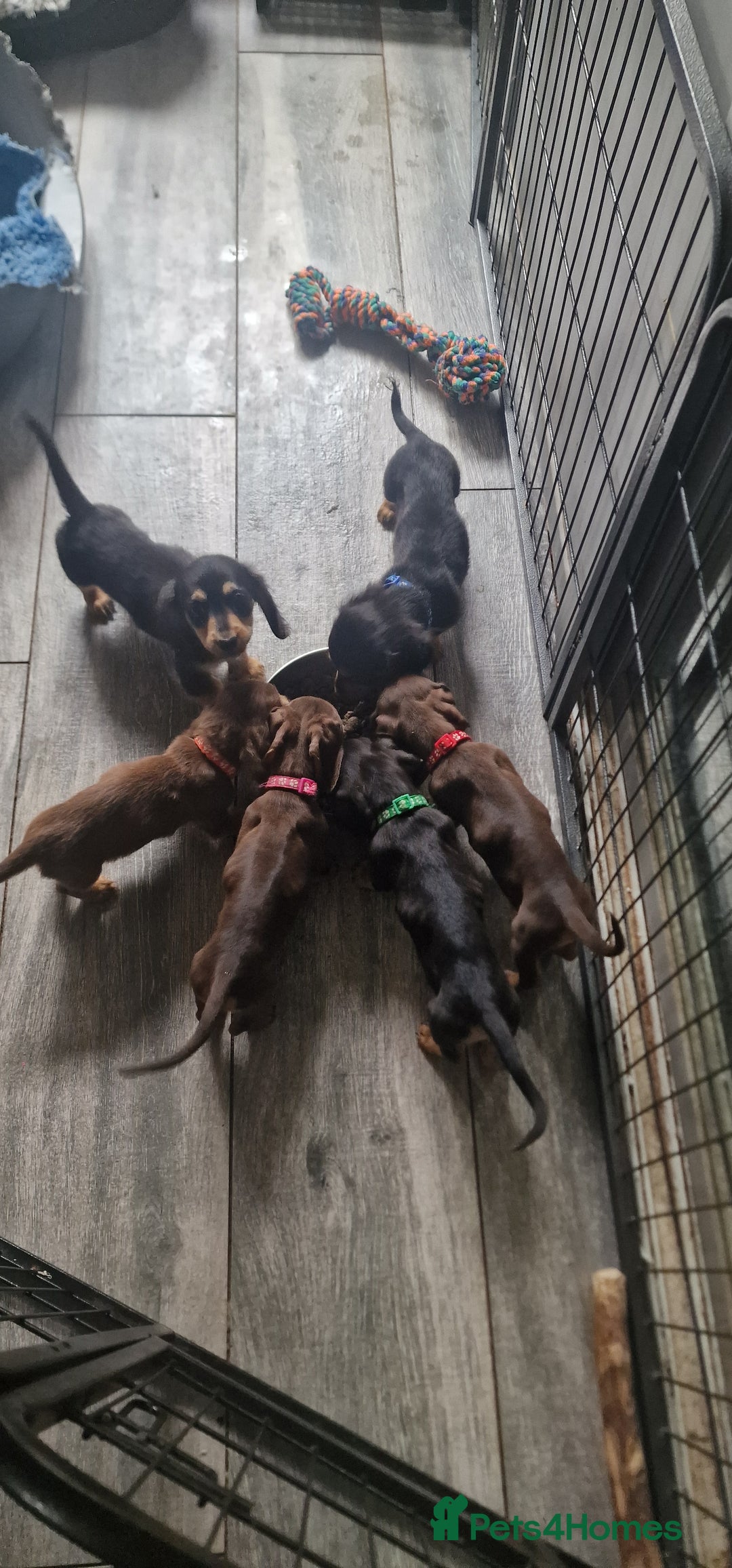 Miniature Dachshund dogs for sale: Miniature Dachshund puppies Longhaired & Smooth  - Image 3