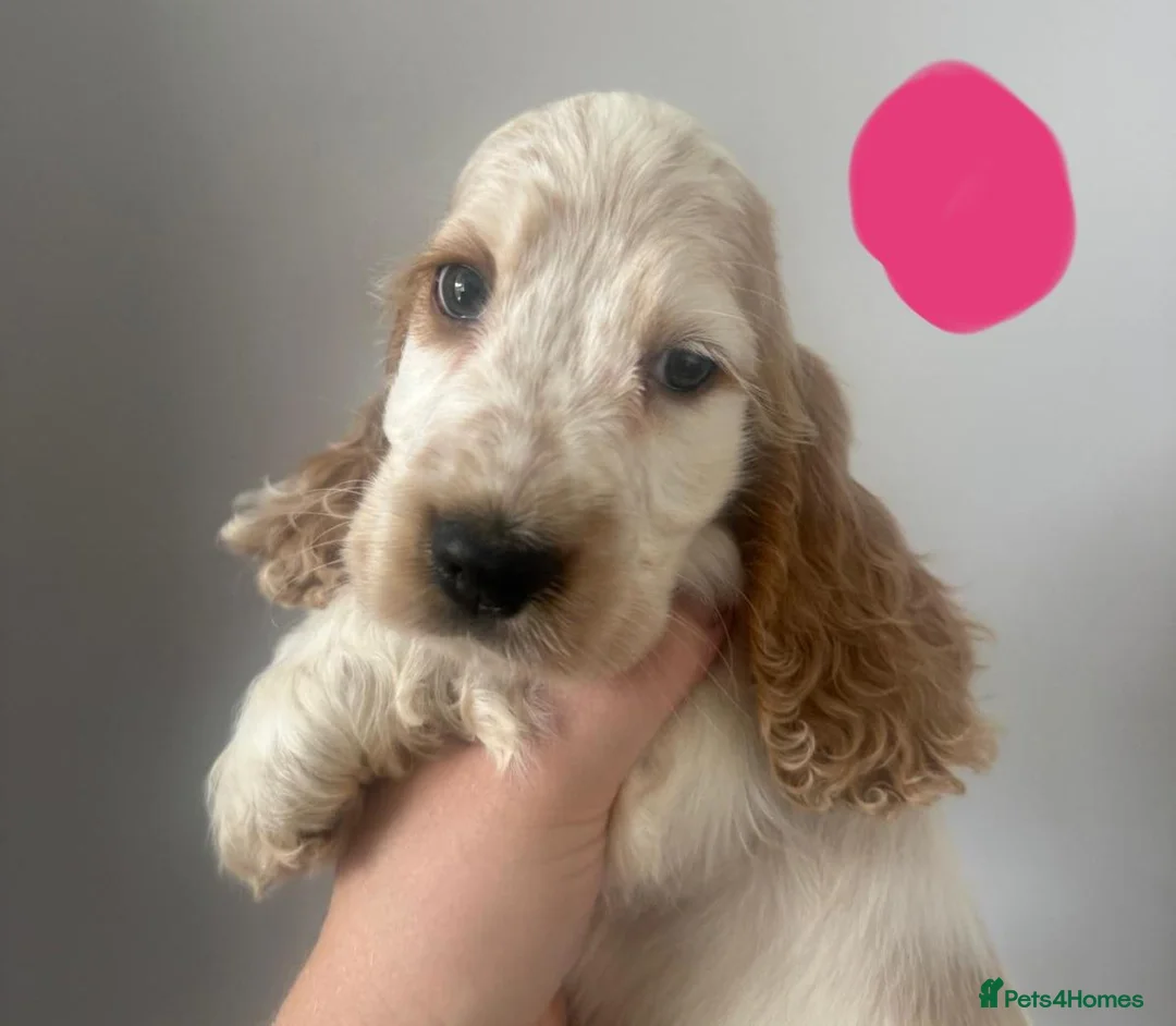 Cocker Spaniel dogs for sale: KC/ Show Type Cocker Spaniels - Advert 2