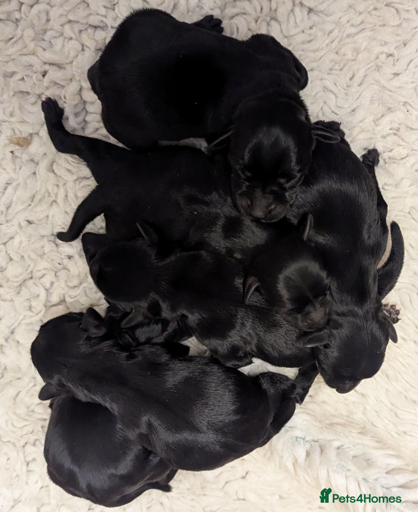 Miniature Schnauzer dogs KC reg'd,Health Tested Miniature Pups 5* Breeder - Advert 1