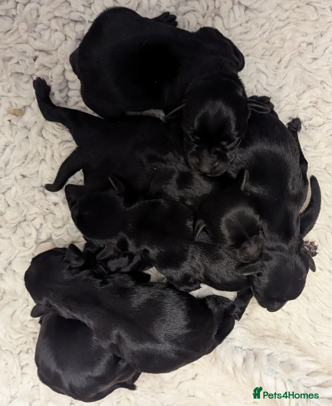 Miniature Schnauzer dogs for sale: KC reg'd,Health Tested Miniature Pups 5* Breeder - Advert 1