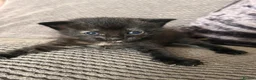 Mixed Breed cats for sale: Maine coon x ragdoll x kittens - Advert 10