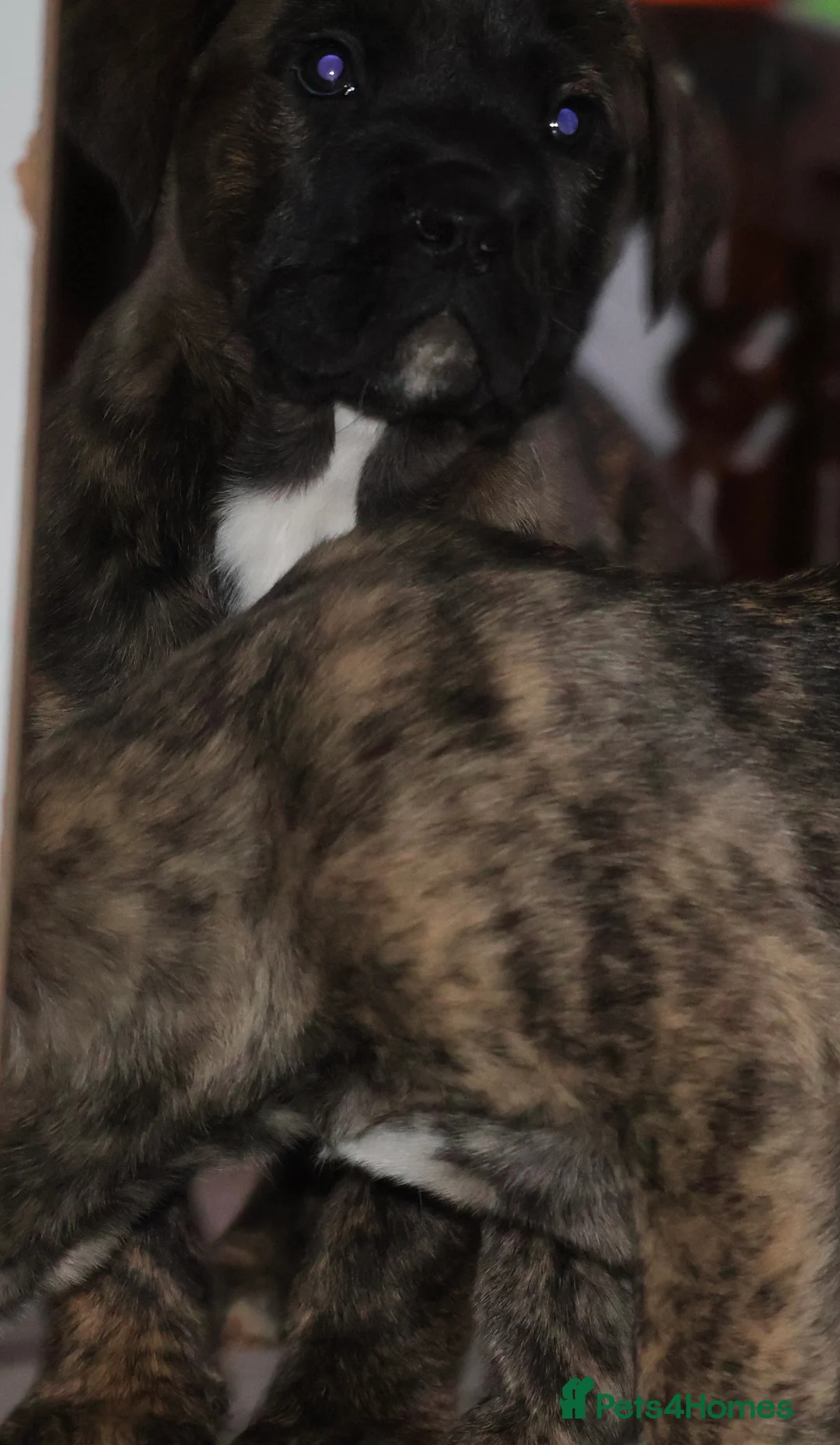 Presa Canario dogs for sale: Presa Canario puppies - Advert 7