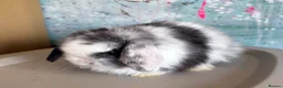 Mini Lop rabbits for sale: Beautiful Black Magpie VM Buck Available - Advert 4