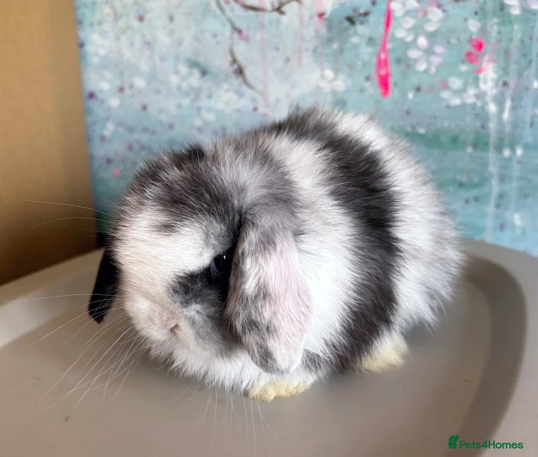 Mini Lop rabbits for sale: Beautiful Black Magpie VM Buck Available - Advert 4