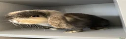 Mini Lop rabbits for sale: Rare-Harleyquin mini lops and doublemanelionhead  in Luton - Advert 4