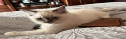 Ragdoll cats for sale: Ragdoll blue mitted in Bexleyheath - Advert 2