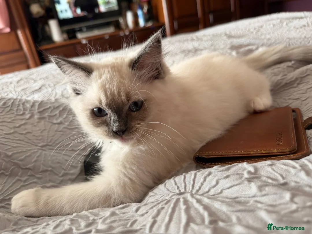 Ragdoll cats for sale: Ragdoll blue mitted in Bexleyheath - Advert 2