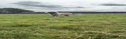 Caucasian Shepherd Dog dogs for sale: Caucasian shepherd  - Advert 7