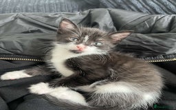 British Shorthair cats for sale: Binx & Tommy - Image 8