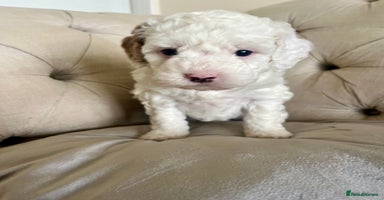 Mixed Breed dogs - Advert 5