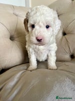 Mixed Breed dogs - Advert 5