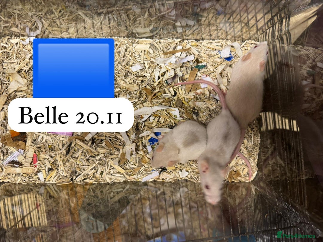 Rat rodents for sale: Baby full size and dwarf rats ready now /January - Advert 20