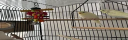 Budgerigars birds for sale: Pair of Beautiful Budgies with Cage and Toy - Advert 8
