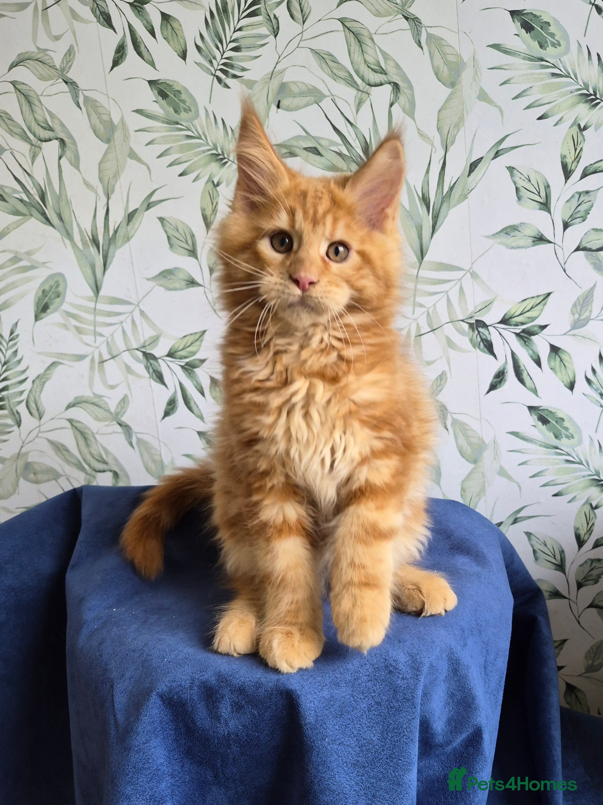 Maine Coon cats Affectionate pedigree boys  - Advert 3