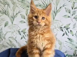 Maine Coon cats Affectionate pedigree boys - Advert 3