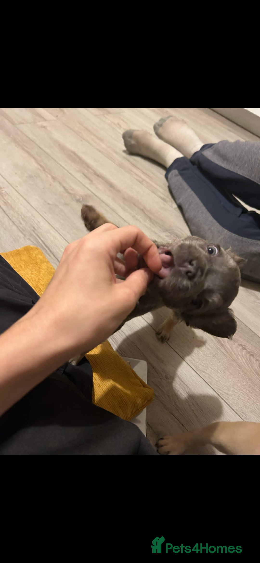 French Bulldog dogs for sale: French bulldog pups ready Now reduced‼️ - Advert 21
