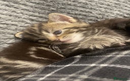 European cats for sale: Lovely kittens  - Image 10