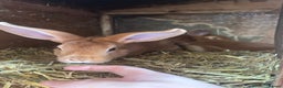 Rex rabbits for sale: Red Rex Bunnies for sale 🐰  - Advert 4