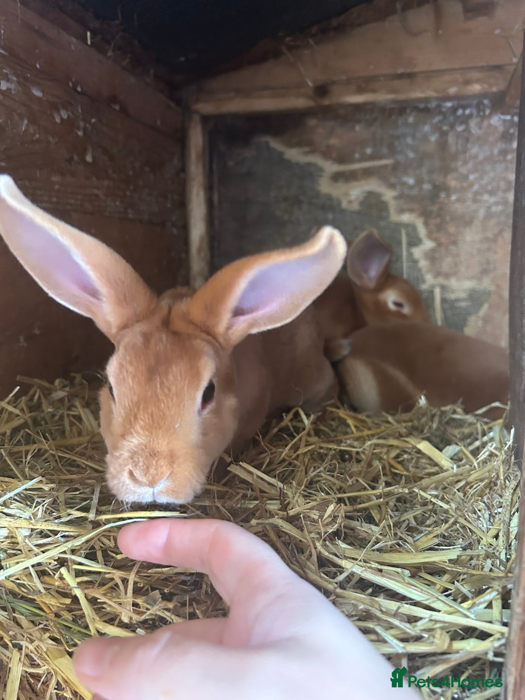 Rex rabbits for sale: Red Rex Bunnies for sale 🐰  - Image 4