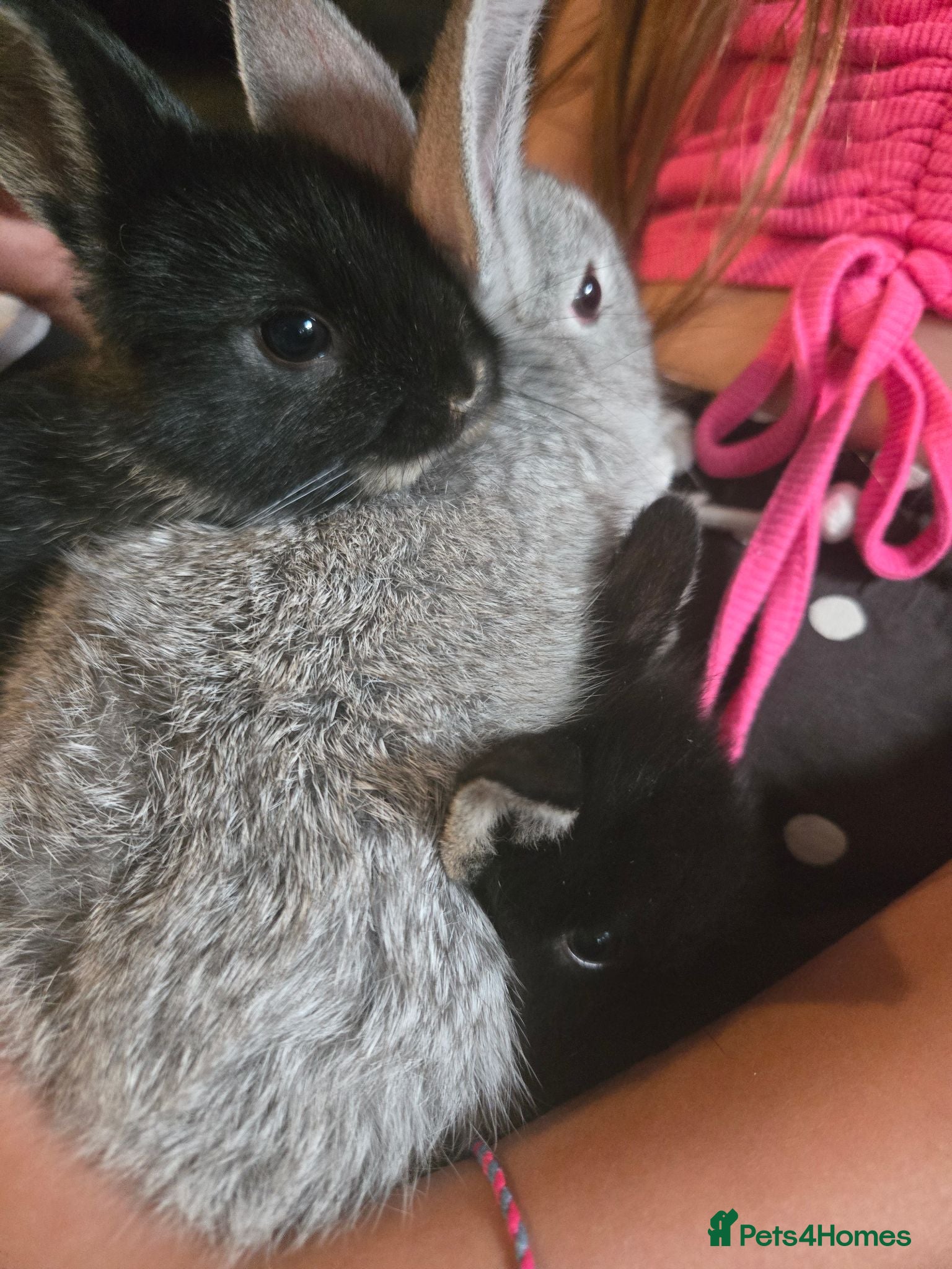 Mixed Breed rabbits 2 Netherland dwarf x lion lop babies (boys). - Advert 15