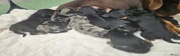 Dachshund dogs for sale: Dachshunds 8 Puppies 5 Girls,  3 Boys - Advert 2