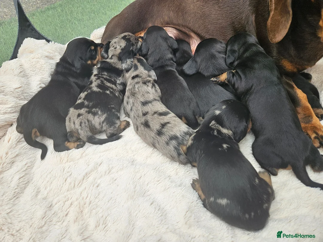 Dachshund dogs for sale: Dachshunds 8 Puppies 5 Girls,  3 Boys - Advert 2