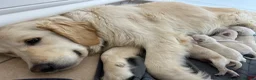 Golden Retriever dogs for sale: Gorgeous golden retriever pups - Advert 4