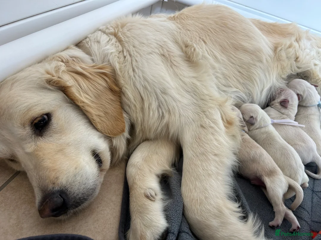 Golden Retriever dogs for sale: Gorgeous golden retriever pups - Advert 4