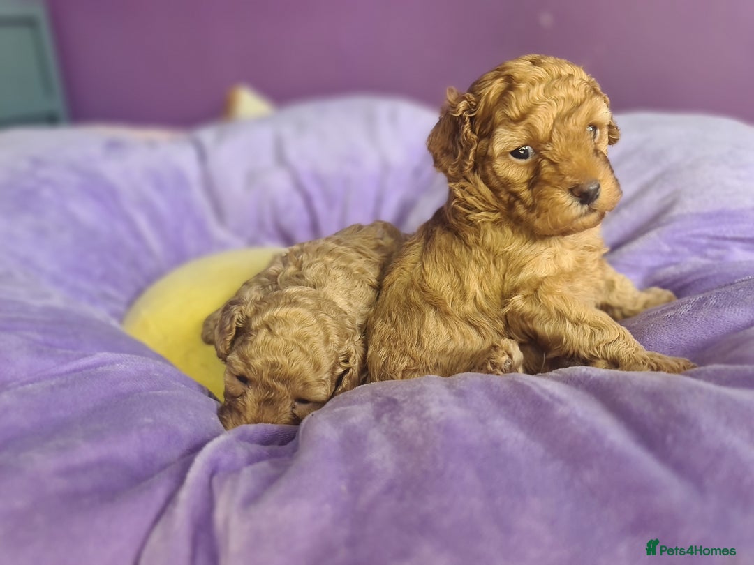 Toy Poodle dogs for sale: Mini TOY POODLES Last one boy available - Advert 16