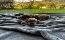 Cocker Spaniel dogs for sale: ✨ Cuddles Await from our Cocker Spaniel Pups  - Image 21