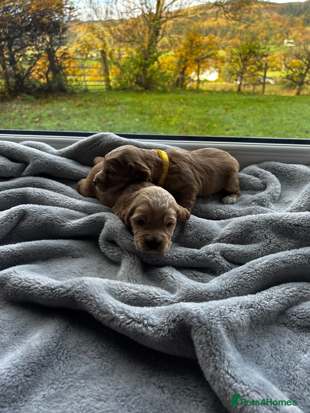 Cocker Spaniel dogs for sale: ✨ Cuddles Await from our Cocker Spaniel Pups  - Image 21