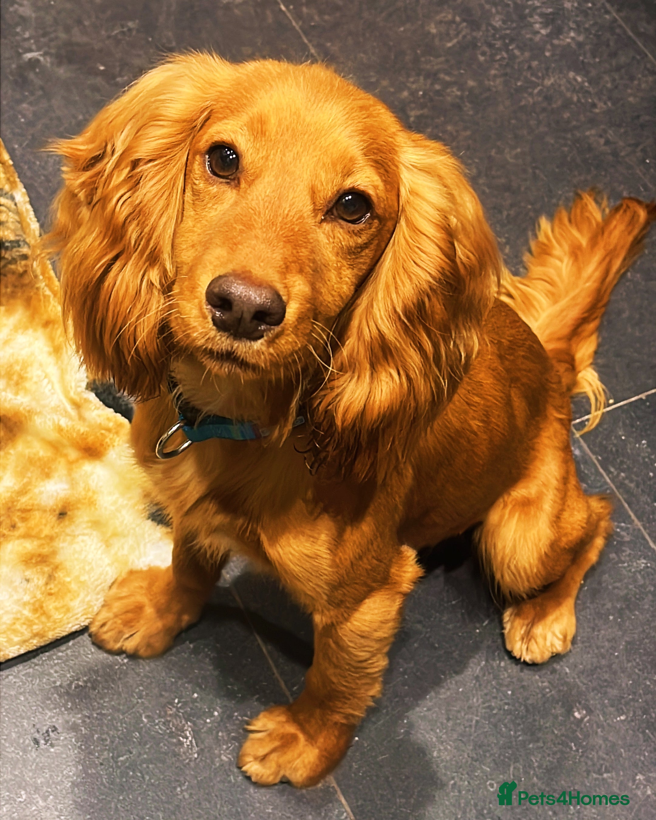 Cocker Spaniel dogs 1yr old Cocker Spaniel Male  - Advert 2