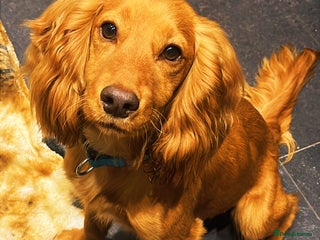 Cocker Spaniel dogs 1yr old Cocker Spaniel Male - Advert 2