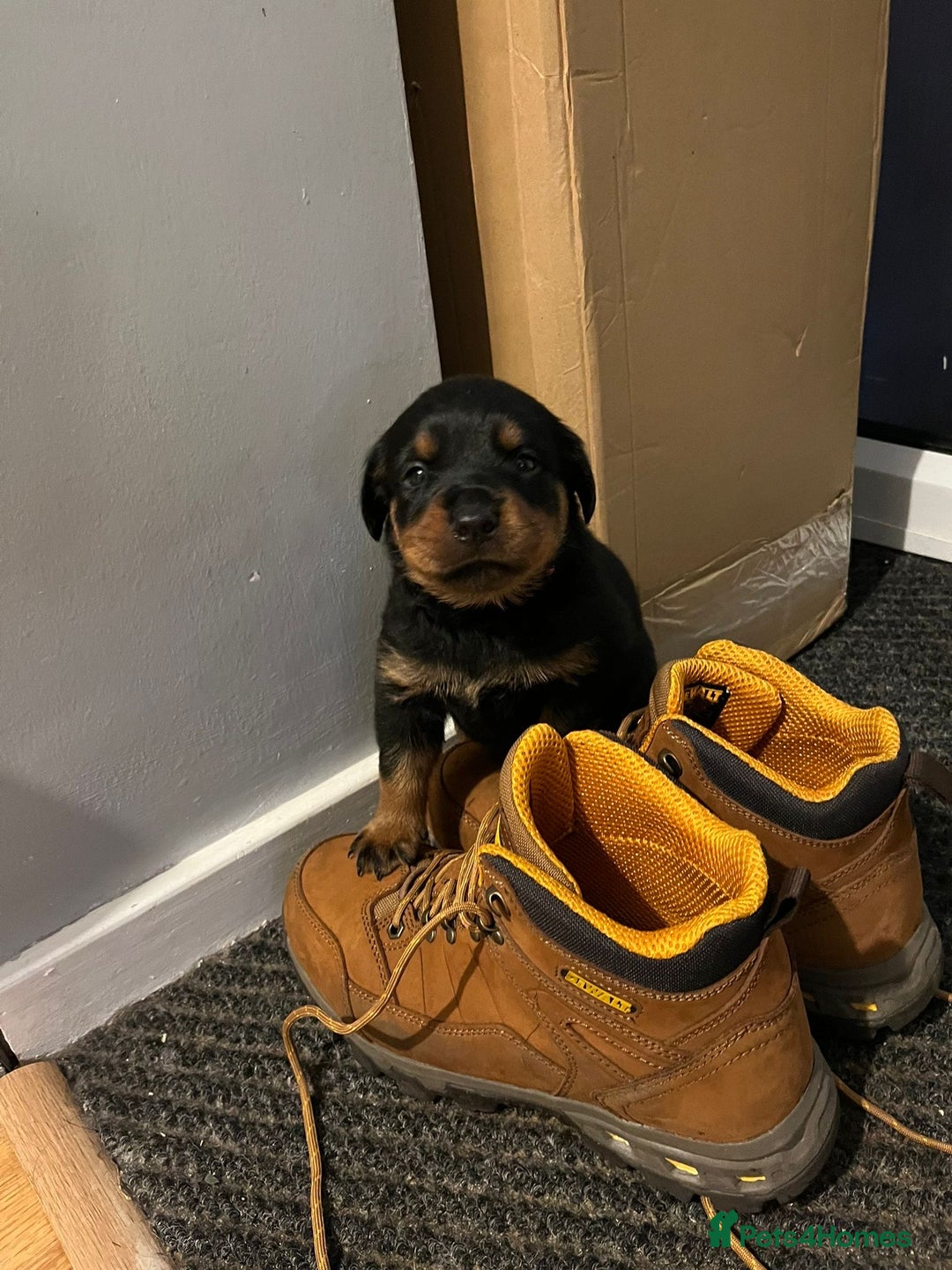 Rottweiler dogs for sale: Beautiful chunky Rottweiler puppies  - Advert 2