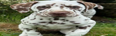 Dalmatian Puppy 1