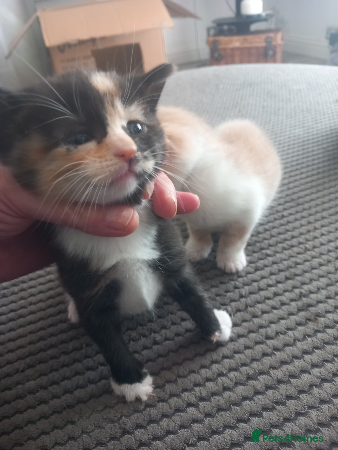 Mixed Breed cats for sale: 3 bengal half tabby.And 4 tabby half ragdol.  - Image 5