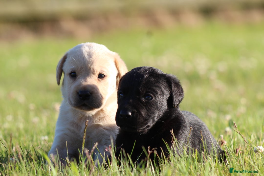 Labrador Retriever dogs for sale: Working Labrador Puppies  - Image 17