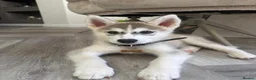 Siberian Husky dogs for sale: Male grey/white Husky puppy for sale - Advert 9