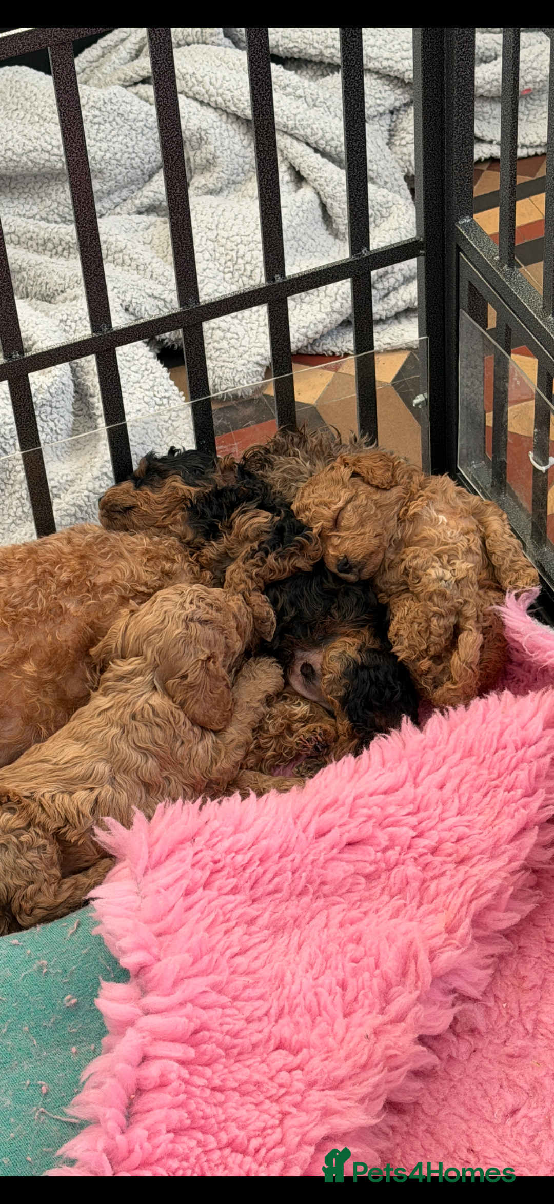 Cockapoo dogs for sale: Beautiful Cockapoo’s puppies for sale  - Advert 11