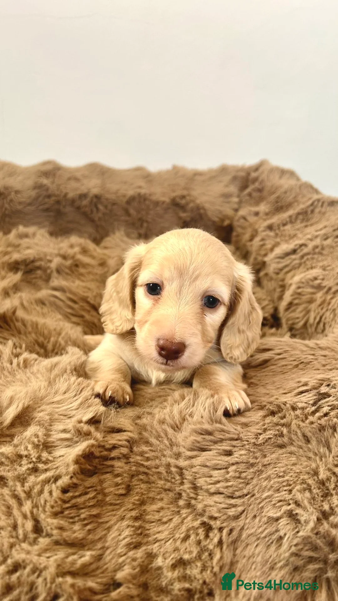 Miniature Dachshund dogs for sale: Adorable cream mini long haired dachshund puppies in Bridgend - Advert 7
