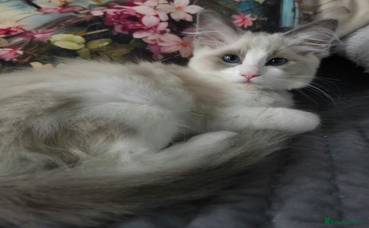 Ragdoll cats - Advert 1