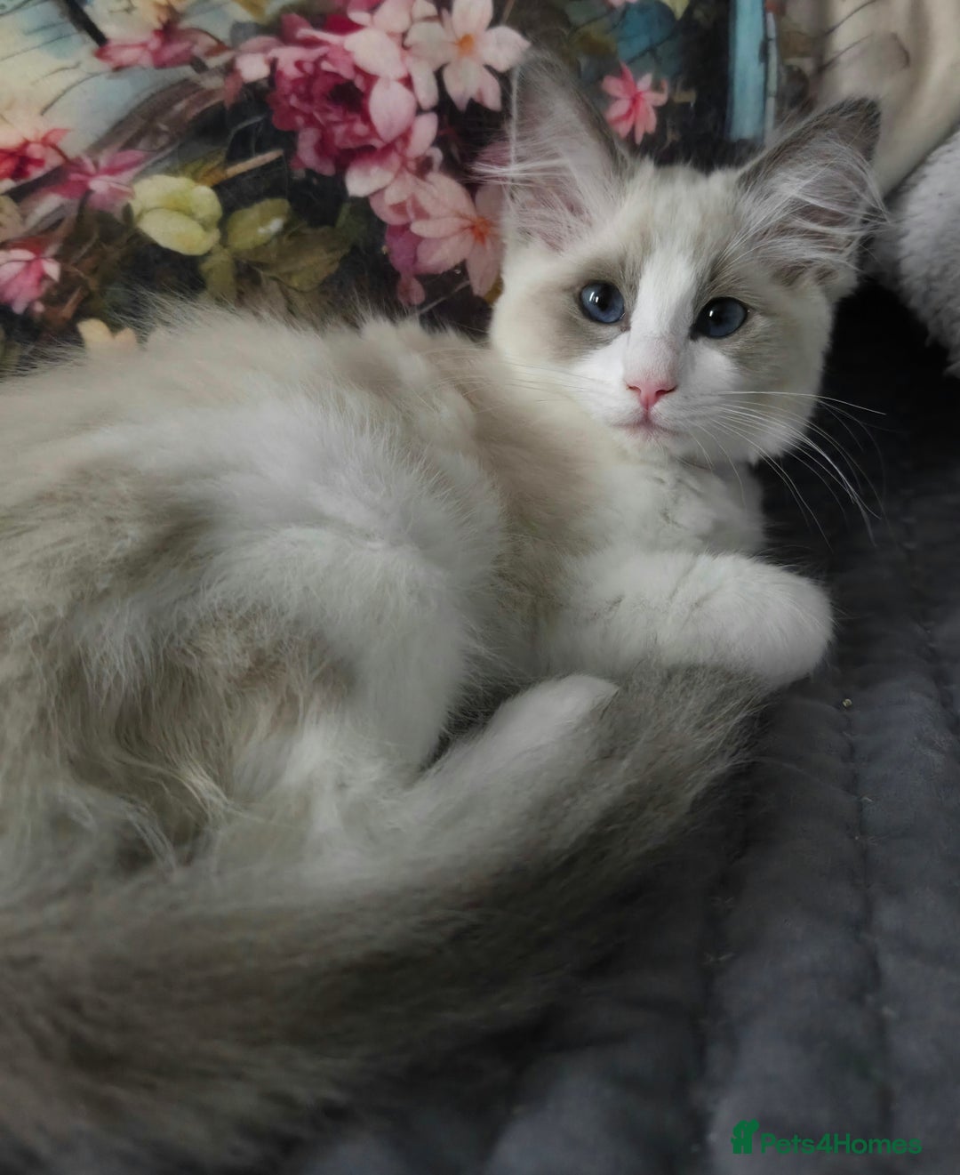 Ragdoll cats for sale: Gccf registered pedigree ragdoll kittens  - Image 1