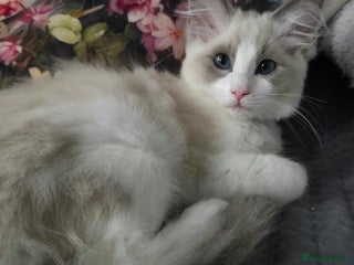 Ragdoll cats - Advert 12